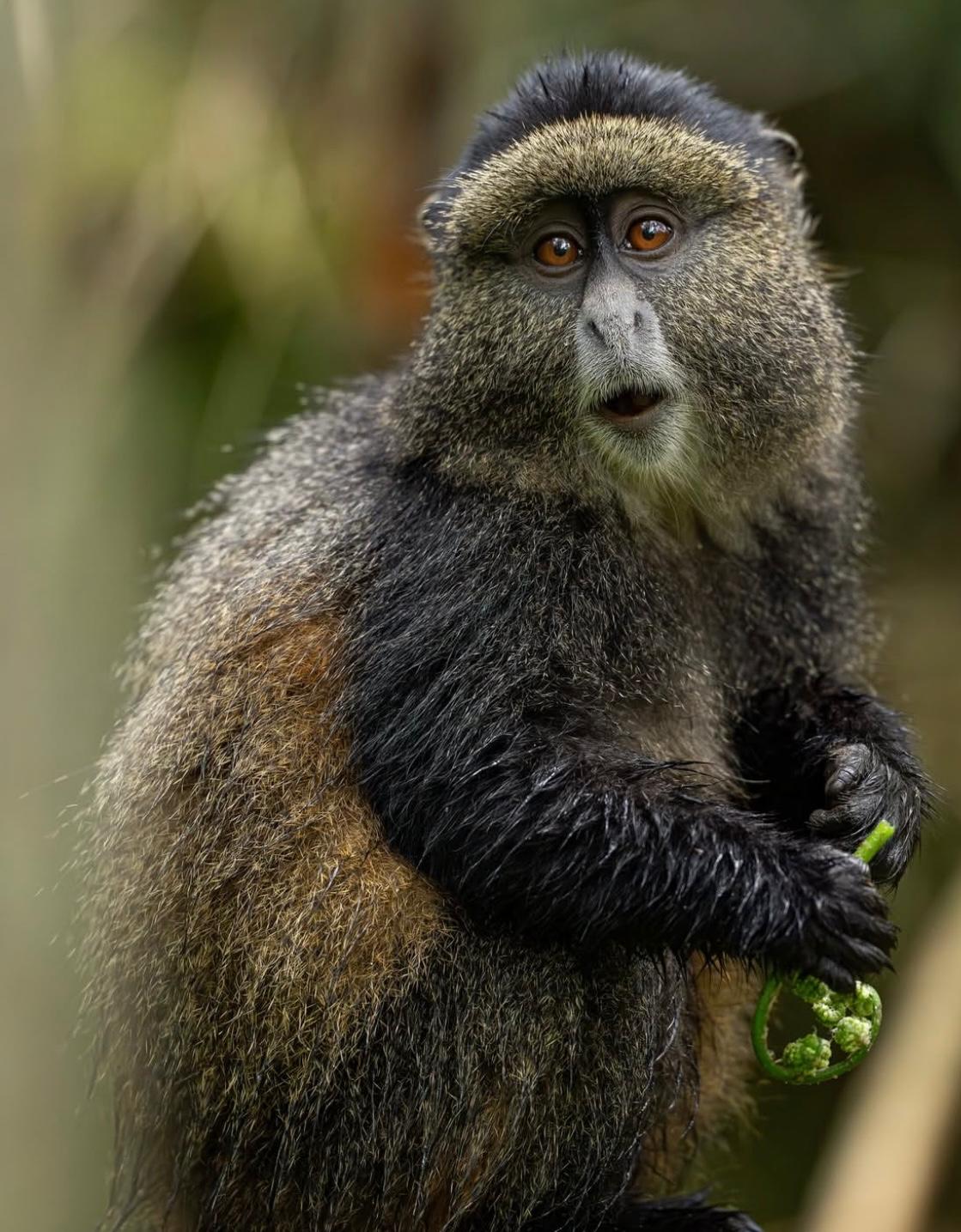 Golden Monkey Trekking Experience